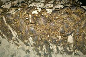 蝎子常见疾病的病因是什么-