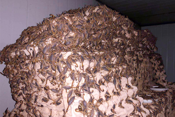 蛋托蝎子养殖蝎窝的搭建方法