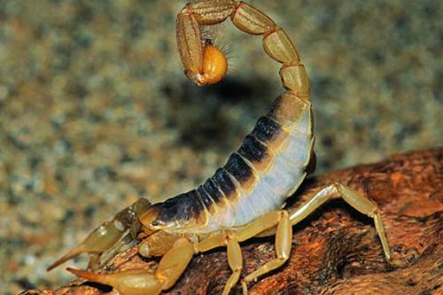 蝎子养殖人工养蝎子技术要求很高吗？