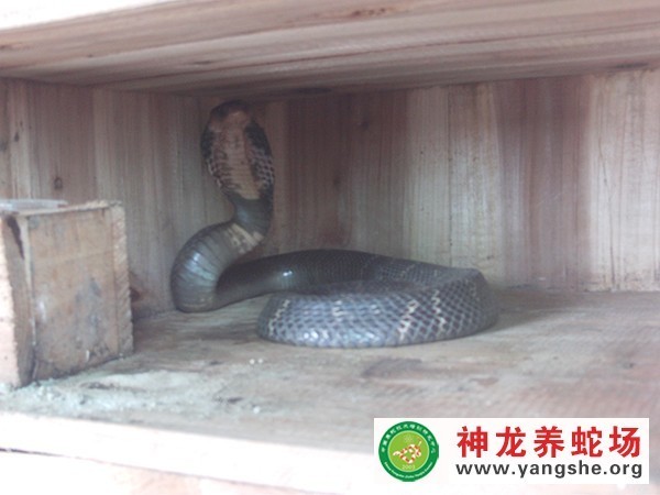 眼镜蛇木箱养殖视频,室内木箱养蛇,木箱养蛇技术