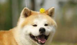 秋田犬会微笑吗？如何训练？