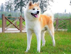 日系秋田犬的特性，如何饲养和训练