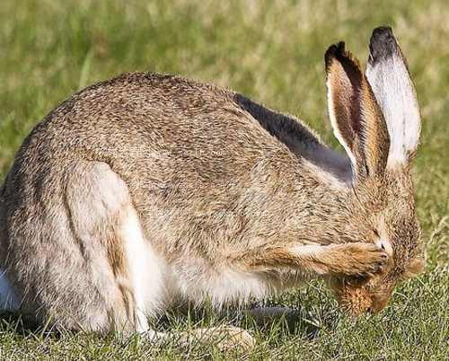 野兔养殖技术及野兔常见疾病防治技术