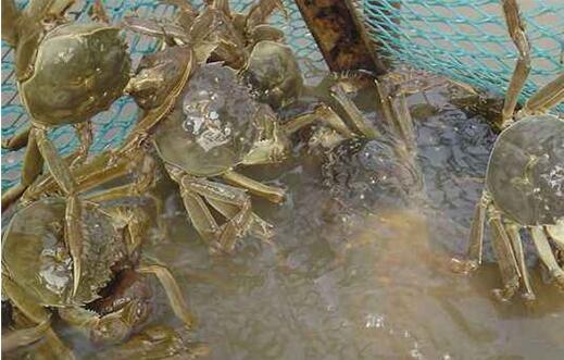 养殖的河蟹缺氧应该怎么办才好？