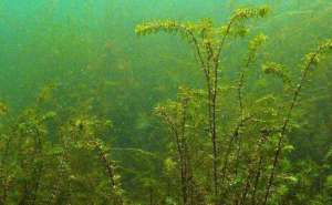 夏季养殖小龙虾要注意水草蓝藻的爆发？