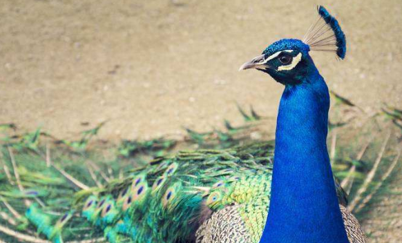 蓝孔雀养殖技术及管理技巧有哪些？