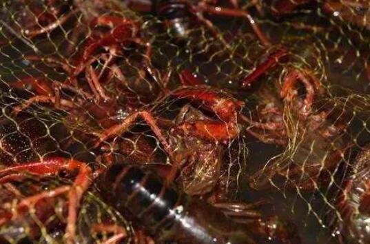 喂养小龙虾饲料主要种类有哪些？