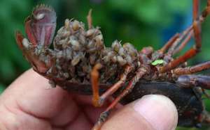 小龙虾什么时候繁殖？