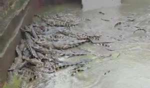 养殖过程中如何有效控制鳄鱼的死亡？