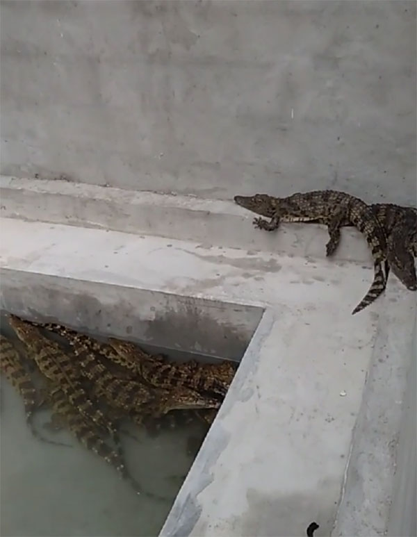 鳄鱼在养殖池趴着休息