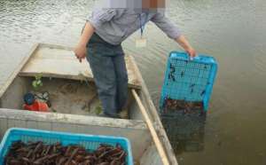养殖龙虾一亩可以收多少斤？