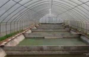 温室大棚应该如何养殖泥鳅好？
