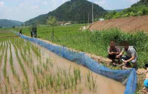 稻田养殖泥鳅怎么样有什么技术含量？
