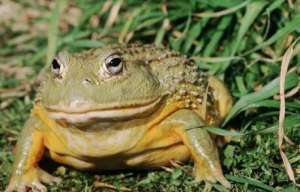 牛蛙的人工饲养技术有哪些？