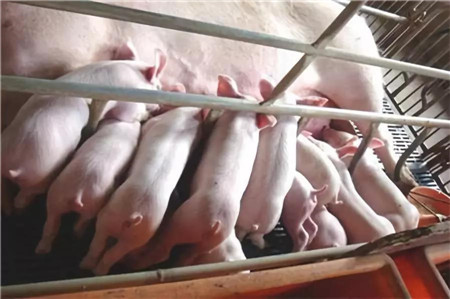 如何评估猪繁殖力，十大计算公式你都知道吗?