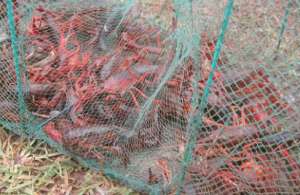 2020养殖小龙虾一亩的成本大概多少？