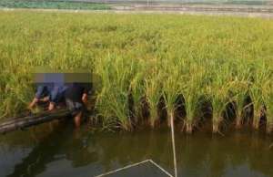稻田泥鳅养殖技术常见的有哪些？