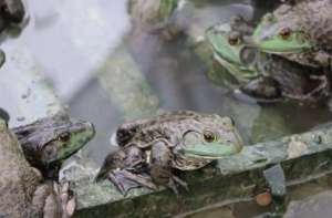 一年可以养几批牛蛙？