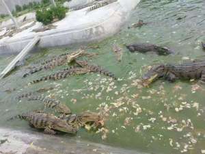 鳄鱼养殖的扶持政策