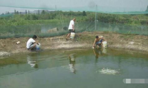 台湾泥鳅怎么养殖可以亩效益万元以上？