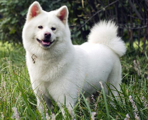 白色秋田犬有哪些特征?