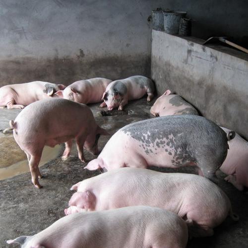 瘦肉型生长猪营养领域研究环境