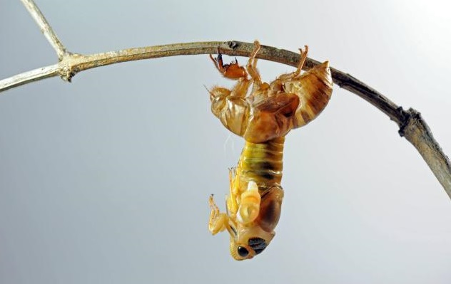 金蝉的生长管理及养殖注意事项