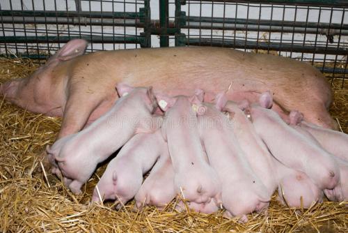 哺乳仔猪有哪些生理特性