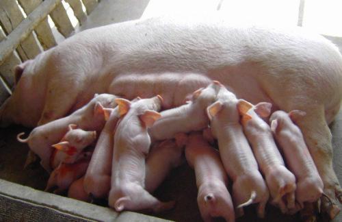 母猪产后常见病及防治方法