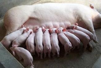 夏天哺乳母猪的热应激症状及应对措施
