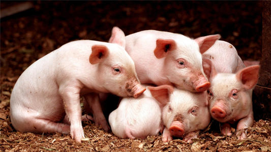 猪呼吸道疾病的病因和治疗方法