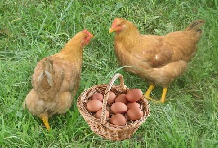 ​ 影响蛋鸡临盆机能的原因