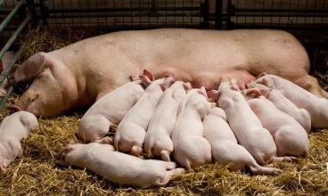 障碍母猪繁殖的原因及解决方法