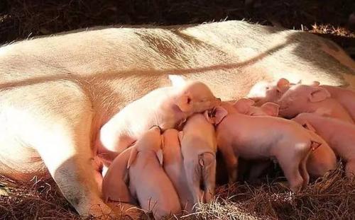 后备母猪的饲养管理方法