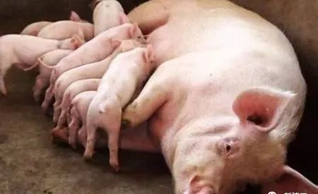 后备母猪的饲养管理方法