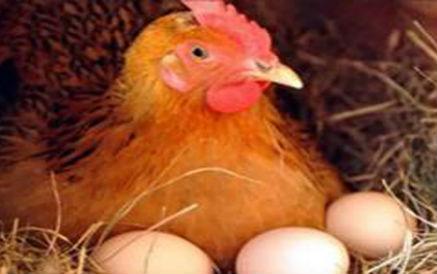 如何防止蛋鸡下蛋过程中鸡蛋破损