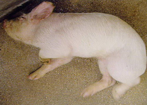 猪风湿病的预防和治疗方法