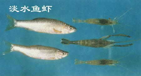 淡水鱼非寄生性疾病防治技术方法