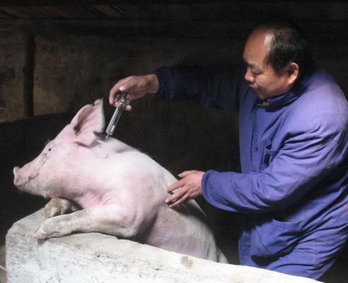 想把猪的发病率降低70%，你要做好养猪场的生物安全防御体系