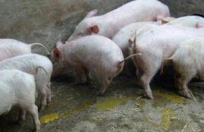 夏季温度对仔猪有哪些影响？应该如何预防？