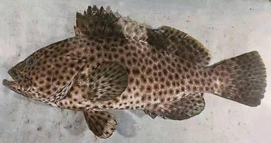 常见石斑鱼的特征有哪些？