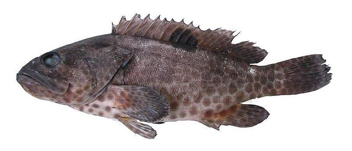 常见石斑鱼的特征有哪些？