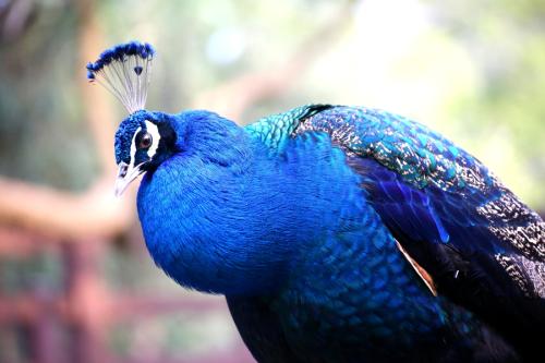 蓝孔雀如何养，日常养护有哪些?