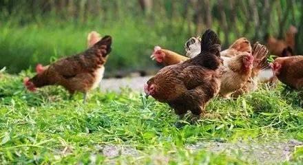 生态鸡豢养的要害有哪些?