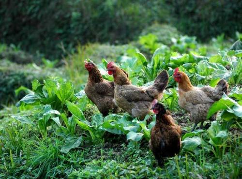 生态鸡豢养的要害有哪些?