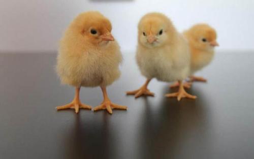 雏鸡常用疫苗有哪些，在饮食上有什么要求?
