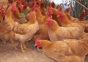 肉种鸡的养殖技术