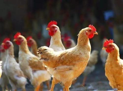 三黄鸡和产蛋鸡的养殖方法
