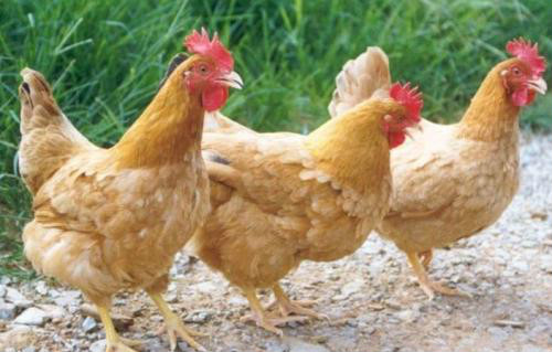 三黄鸡和产蛋鸡的养殖方法