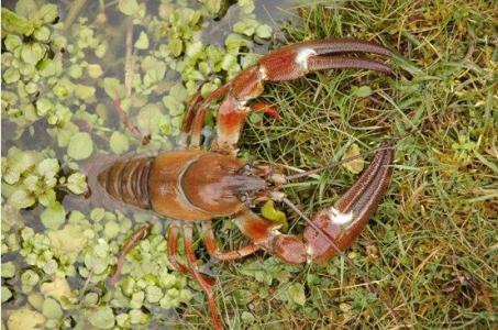 小龙虾的正确养殖方法有哪些?
